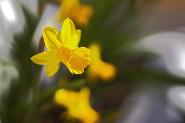 close up of a narcissus bloom