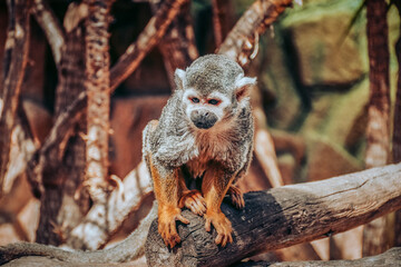 Fototapeta premium Monkey