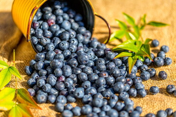 Fresh Ripe Blueberries