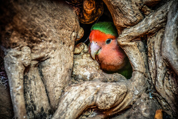 Tenerife parrot