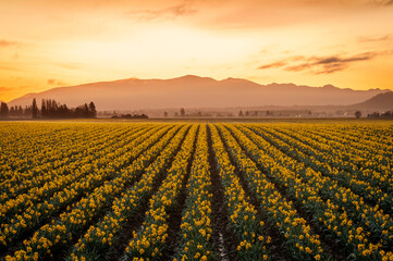 Dramatic Sunrise Over the Daffodil Fields of the Skagit Valley, Washington. Daffodils are one of the first flowers of spring and are enhanced by the warm golden light from a beautiful sunrise.