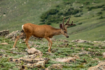 Male Mule Deer Grazes On The Tundra