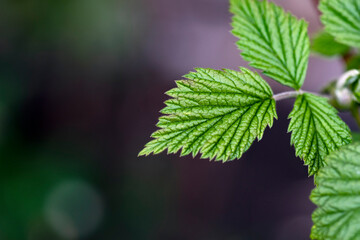 green leaves of a tree