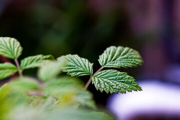 close up of green leaves