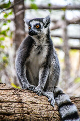 Tenerife lemur