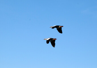 Nilgänse (Alopochen aegyptiaca) im Flug