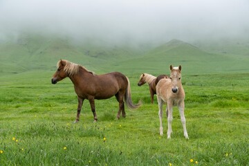 Naklejka na ściany i meble Horses of Iceland