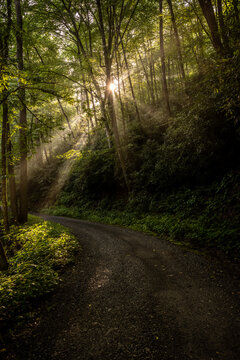 Morning Sunburst Lights The Fog Over Balsam Mountain Road