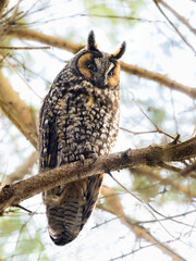 Long-eared owl sitting on pine tree branch in early spring