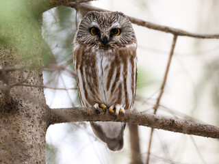 Northern saw-whet owl sitting on pine tree branch in early spring