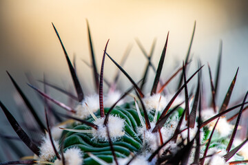 Abstract Cactus Thorns