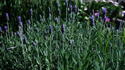 Lavender plants in bloom