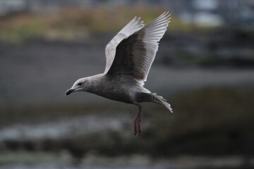 seagull in flight