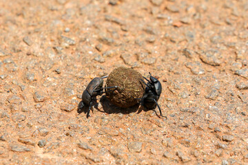 Dung Beetles, South Africa