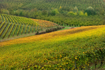 Fototapeta na wymiar Landscape of Barolo wine region