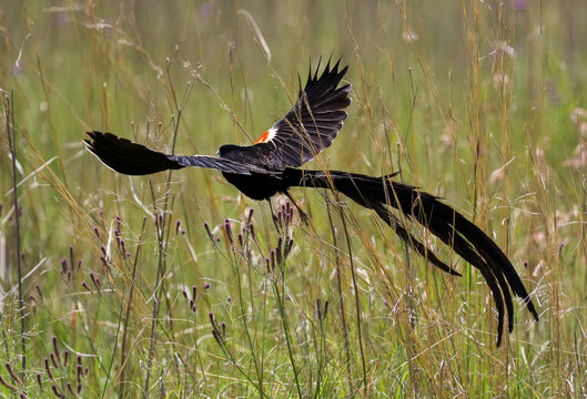 Breeding Long-tailed Widowbird, Addo Elephant National Park