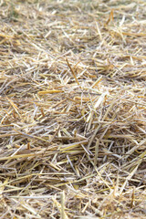 Golden dry hay, straw. Thatch texture. Field background. Vertical view