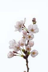 Naklejka na ściany i meble 早春の桜の開花、透き通るような花びら