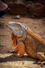 Obraz premium iguana