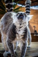 Tenerife lemur