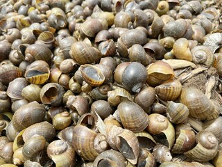 dry shell on the ground