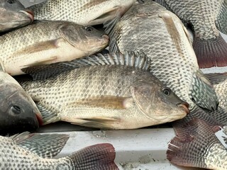 nile tilapia fish on plastic enamelware