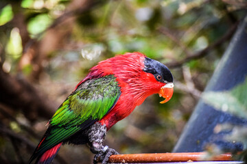 tenerife bird