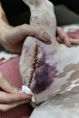 surgery for treatment of cruciate ligament in dog