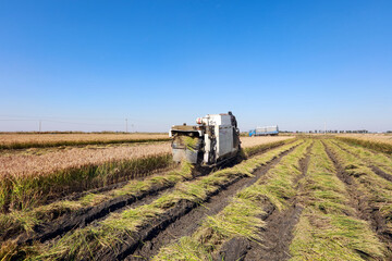 Obraz premium Harvester machine is harvesting rice
