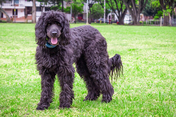mascota perro negro peludo en el parque