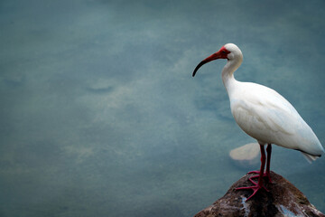 white ibis Standing by Water