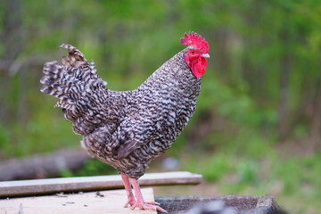 Rooster 
