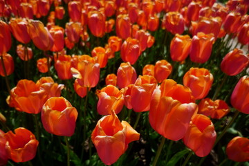 Orange Tulip Field