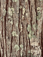 bark of a tree