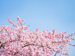 Beautiful pink cherry blossoms or sakura flowers in full bloom blowing by wind, Warm spring image,...