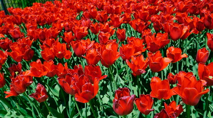 Fototapeta na wymiar Red Tulip Field