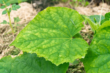 cucumber leaves begin to turn yellow from a lack of minerals during the fruiting period - obrazy, fototapety, plakaty