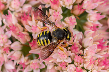 Wool-Carder bee feeding on nectar from Sedum plant. Insect and wildlife conservation, habitat preservation, and backyard flower garden concept