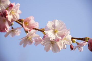 Obraz premium Kirschblüten im Sonnenlicht mit blauen Himmel 