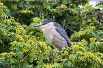 Alcatraz Island Black Crowned Night Heron
