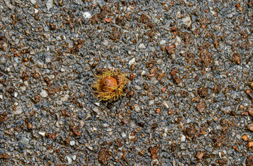 A solitary acorn on the ground