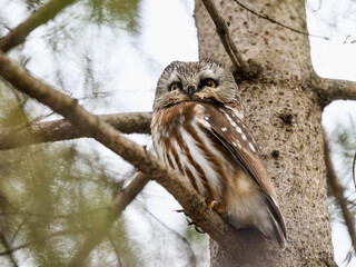 Northern saw-whet owl sitting on pine tree branch in early spring