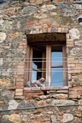 Inside old town walls in medieval fortress town on hilltop Monteriggione in Tuscany, Italy, cat at window