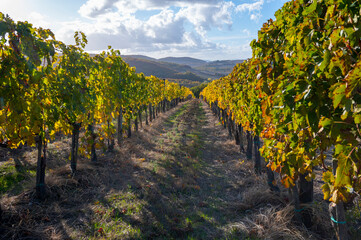 Fototapeta na wymiar View on hills autumn on vineyards near wine making town Montalcino, Tuscany, rows of grape plants after harvest, Italy