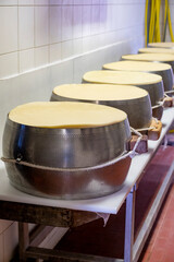 Process of making wheels of parmigiano-reggiano parmesan cheese on small cheese farm in Parma, Italy