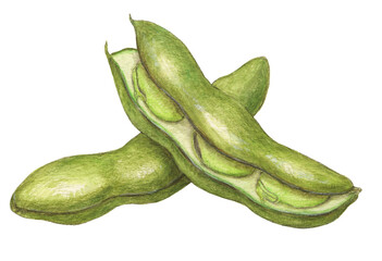そら豆　水彩色鉛筆野菜イラスト