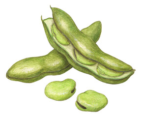 そら豆　水彩色鉛筆野菜イラスト
