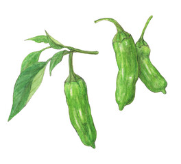 ししとう　水彩色鉛筆野菜イラスト