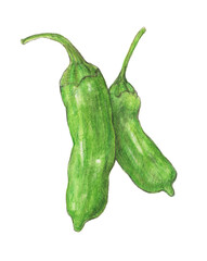 ししとう　水彩色鉛筆野菜イラスト