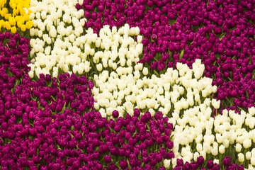 Beautiful white and purple tulips designed in a zigzag shape,Top view